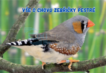 VŠE O CHOVU ZEBŘIČKY PESTRÉ